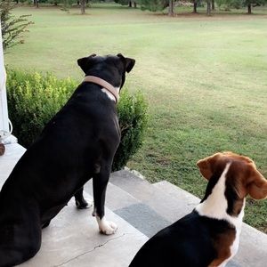 Meet your Posher, Joy